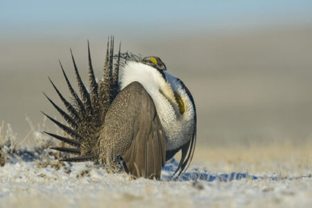 PBS Program Chronicles Sage Grouse and Other Inhabitants of the Sagebrush Sea Image